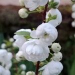 Prunus glandulosa Blomma