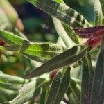 Symphyotrichum novae-angliae Blad