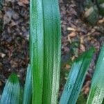 Bulbophyllum variegatum Hoja