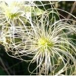 Clematis alpina Blad