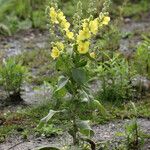 Verbascum phlomoides অভ্যাস