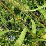 Setaria verticillata Bark