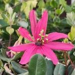 Passiflora manicata Floare