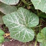 Cucurbita moschata叶