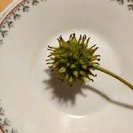 Liquidambar styraciflua Flower