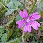 Malva sylvestrisKwiat