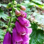 Digitalis purpurea Flower