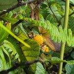 Rubus ellipticus Frucht