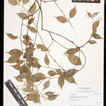 Rhodostemonodaphne parvifolia Egyéb