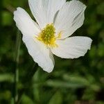 Ranunculus kuepferi Flower