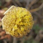 Anthemis maritima Květ