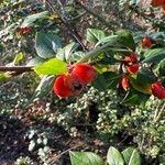 Cotoneaster simonsii Fruit