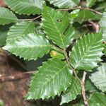 Castanea pumila 形態