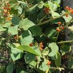 Solanum jamaicense Outro