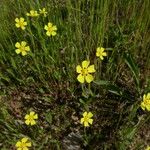 Tuberaria guttata Habitus