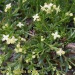 Galium tendae عادت