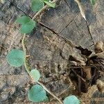 Microgramma vacciniifolia Ліст