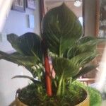 Calathea roseopicta Hoja