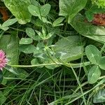 Trifolium pratense आदत