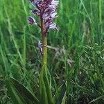 Orchis militaris Hábito