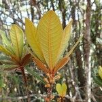 Pleioluma lasiantha Folio