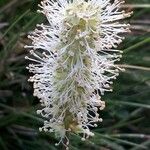 Sanguisorba dodecandra Flower