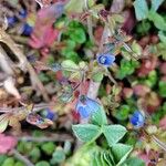 Veronica triphyllos Flower