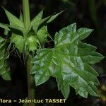 Moluccella spinosa Yaprak