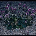 Phacelia calthifolia Habitatea