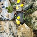 Sternbergia luteaКветка