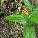 Epipactis helleborine Folha