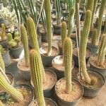 Echinopsis spachianaЛіст