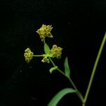 Bupleurum gracillimum Habitus