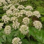 Heracleum maximumFloare