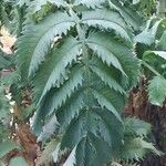 Melianthus major 葉