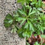 Geranium carolinianum Blad