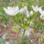 Allium subhirsutum Kwiat