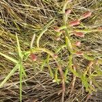 Euphorbia gossypina Fruit