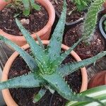Aloe × spinosissima Hoja