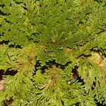 Selaginella pallescens Агульны выгляд