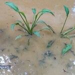 Alisma plantago-aquaticaHoja