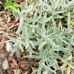 Cerastium tomentosum Leaf