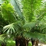 Cycas circinalis Deilen