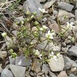 Sabulina verna 形態