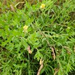 Oenothera laciniata पत्ता