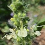 Salvia austriaca പുഷ്പം