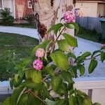 Lantana camaraBlodyn