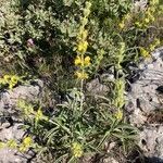 Phlomis lychnitisFlower