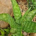 Aloe kilifiensis পাতা