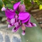 Polygala myrtifoliaBloem